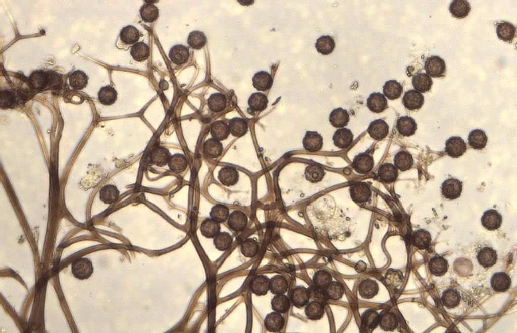 Lamproderma cristatum